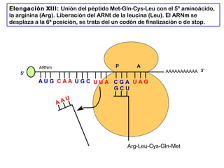 AAAAAAAAAAA
P A
A U G C A A
Elongación XIII: Unión del péptido Met-Gln-Cys-Leu con el 5º aminoácido,
la arginina (Arg). Liberación del ARNt de la leucina (Leu). El ARNm se
desplaza a la 6ª posición, se trata del un codón de finalización o de stop.
5’
U G C U U A C G A U A G
ARNm
3’
A A U
Arg-Leu-Cys-Gln-Met
G C U
 