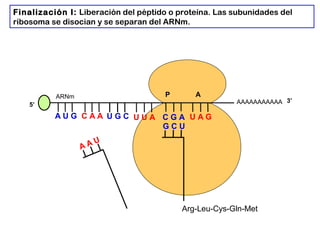 AAAAAAAAAAA
P A
A U G C A A
5’
U G C U U A C G A U A G
ARNm
3’
A A U
Arg-Leu-Cys-Gln-Met
G C U
Finalización I: Liberación del péptido o proteína. Las subunidades del
ribosoma se disocian y se separan del ARNm.
 