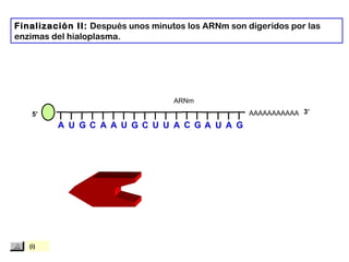 AAAAAAAAAAA
Finalización II: Después unos minutos los ARNm son digeridos por las
enzimas del hialoplasma.
5’
ARNm
3’
A U G C A A U G C U U A C G A U A G
(i)
 