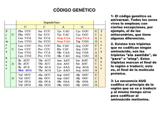 CÓDIGO GENÉTICO
1- El código genético es
universal. Todos los seres
vivos lo emplean; con
ciertas excepciones, por
ejemplo, el de las
mitocondrias, que tiene
algunas diferencias.
2. Existen tres tripletas
que no codifican ningún
aminoácido, son las
tripletas "sin sentido", de
"paro" o "stop". Estas
tripletas marcan el final de
la región a traducir, esto
es, el final de la molécula
proteica.
3- La secuencia AUG
codifica el principio de la
región que se va a traducir
y al mismo tiempo sirve
para codificar al
aminoácido metionina.
 