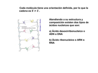 Cada molécula tiene una orientación definida, por lo que la
cadena es 5´-> 3´.
Atendiendo a su estructura y
composición existen dos tipos de
ácidos nucleicos que son:
a) Ácido desoxirribonucleico o
ADN o DNA
b) Ácido ribonucleico o ARN o
RNA
 
