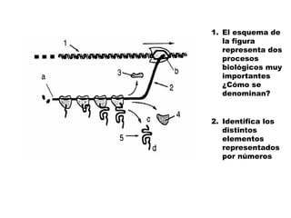 Trascripción y traducción de la
información genética.
1. El esquema de
la figura
representa dos
procesos
biológicos muy
importantes
¿Cómo se
denominan?
2. Identifica los
distintos
elementos
representados
por números
 