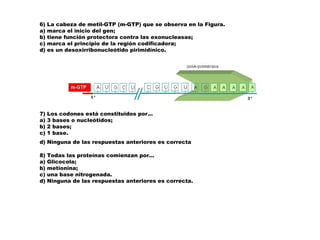 6) La cabeza de metil-GTP (m-GTP) que se observa en la Figura.
a) marca el inicio del gen;
b) tiene función protectora contra las exonucleasas;
c) marca el principio de la región codificadora;
d) es un desoxirribonucleótido pirimidínico.
7) Los codones está constituidos por...
a) 3 bases o nucleótidos;
b) 2 bases;
c) 1 base.
d) Ninguna de las respuestas anteriores es correcta
8) Todas las proteínas comienzan por...
a) Glicocola;
b) metionina;
c) una base nitrogenada.
d) Ninguna de las respuestas anteriores es correcta.
 
