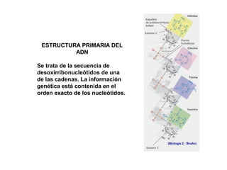 ESTRUCTURA PRIMARIA DEL
ADN
Se trata de la secuencia de
desoxirribonucleótidos de una
de las cadenas. La información
genética está contenida en el
orden exacto de los nucleótidos.
 