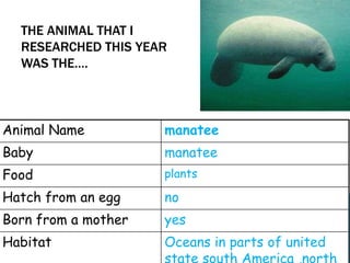 THE ANIMAL THAT I
  RESEARCHED THIS YEAR
  WAS THE….



Animal Name          manatee
Baby                 manatee
Food                 plants

Hatch from an egg    no
Born from a mother   yes
Habitat              Oceans in parts of united
                     state south America ,north
 