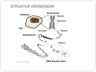 Materi biologi kelas 12 tahun 2024 semester 1 DNA dan RNA | PPT