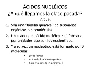 ÁCIDOS NUCLÉICOS
 ¿A qué llegamos la clase pasada?
                     A que:
1. Son una “familia química” de sustancias
   orgánicas o biomoléculas.
2. Una cadena de ácido nucléico está formada
   por unidades que son los nucleótidos.
3. Y a su vez, un nucleótido está formado por 3
   moléculas:
          •   grupo fosfato
          •   azúcar de 5 carbonos = pentosa
          •   base nitrogenada (¡4 diferentes!)
 