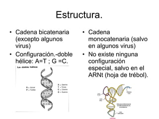 Estructura. Cadena bicatenaria (excepto algunos virus) Configuración.-doble hélice: A=T ; G =C. Cadena monocatenaria (salvo en algunos virus) No existe ninguna configuración especial, salvo en el ARNt (hoja de trébol). 