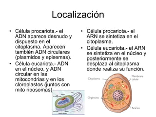 Localización Célula procariota.- el ADN aparece desnudo y dispuesto en el citoplasma. Aparecen también ADN circulares (plasmidos y episemas). Célula eucariota.- ADN en el núcleo, y ADN circular en las mitocondrias y en los cloroplastos (juntos con mito ribosomas) Célula procariota.- el ARN se sintetiza en el citoplasma. Célula eucariota.- el ARN se sintetiza en el núcleo y posteriormente se desplaza al citoplasma donde realiza su función. 