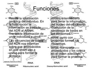 Funciones Reside la información genética del individuo. En la trascripción la información se traslada del ADN al ARNm. Transmite información de unos individuos a otros. Las secuencias de bases del ADN nos informan sobre que aminoácidos  en que orden van a unirse para formar la proteína. ARNm.-intermediario para llevar la información del núcleo del citoplasma. Traducción de la secuencia de bases en los ribosomas. ARNr.-junto con proteínas forman los ribosomas. ARNt.-transporta aminoácidos y los coloca en el orden adecuado para formar la proteína. 