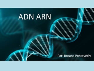ADN ARN
Por: Rosana Pontevedra
 
