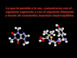 Lo que le permite a la vez, comunicarse con el
siguiente segmento y con el siguiente filamento
a través de constantes impulsos imperceptibles.
 