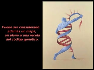Puede ser considerado
además un mapa,
un plano o una receta
del código genético.
 