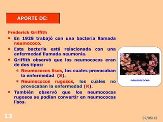 07/05/1513
APORTE DE:APORTE DE:
Frederick Griffith
En 1928 trabajó con una bacteria llamada
neumococo.
Esta bacteria está relacionada con una
enfermedad llamada neumonía.
Griffith observó que los neumococos eran
de dos tipos:
Neumococos lisos, los cuales provocaban
la enfermedad (S).
Neumococos rugosos, los cuales no
provocaban la enfermedad (R).
También observó que los neumococos
rugosos se podían convertir en neumococos
lisos.
neumococos
 