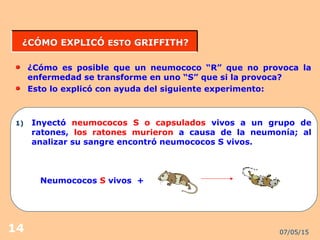 07/05/1514
¿CÓMO EXPLICÓ¿CÓMO EXPLICÓ ESTOESTO GRIFFITH?GRIFFITH?
¿Cómo es posible que un neumococo “R” que no provoca la
enfermedad se transforme en uno “S” que si la provoca?
Esto lo explicó con ayuda del siguiente experimento:
1) Inyectó neumococos S o capsulados vivos a un grupo de
ratones, los ratones murieron a causa de la neumonía; al
analizar su sangre encontró neumococos S vivos.
Neumococos S vivos +
 