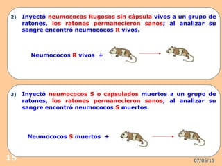 07/05/1515
2) Inyectó neumococos Rugosos sin cápsula vivos a un grupo de
ratones, los ratones permanecieron sanos; al analizar su
sangre encontró neumococos R vivos.
Neumococos R vivos +
3) Inyectó neumococos S o capsulados muertos a un grupo de
ratones, los ratones permanecieron sanos; al analizar su
sangre encontró neumococos S muertos.
Neumococos S muertos +
 