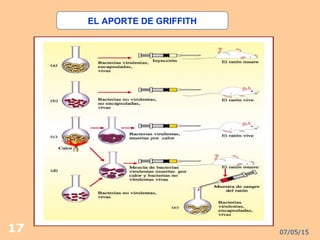 07/05/1517
EL APORTE DE GRIFFITH
 