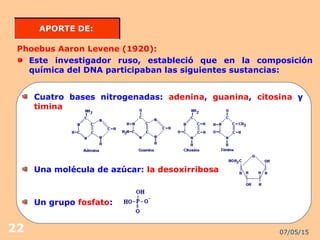 07/05/1522
APORTE DE:APORTE DE:
Phoebus Aaron Levene (1920):
Este investigador ruso, estableció que en la composición
química del DNA participaban las siguientes sustancias:
Cuatro bases nitrogenadas: adenina, guanina, citosina y
timina
Una molécula de azúcar: la desoxirribosa
Un grupo fosfato:
 