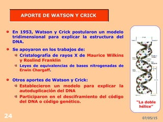 07/05/1524
APORTE DE WATSON Y CRICKAPORTE DE WATSON Y CRICK
En 1953, Watson y Crick postularon un modelo
tridimensional para explicar la estructura del
DNA.
“La doble
hélice”
Se apoyaron en los trabajos de:
Cristalografía de rayos X de Maurice Wilkins
y Roslind Franklin
Leyes de equivalencias de bases nitrogenadas de
Erwin Chargaff.
Otros aportes de Watson y Crick:
Establecieron un modelo para explicar la
autoduplicación del DNA
Participaron en el desciframiento del código
del DNA o código genético.
 