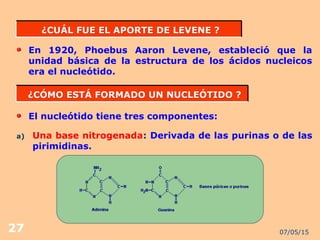 07/05/1527
¿CUÁL FUE EL APORTE DE LEVENE ?¿CUÁL FUE EL APORTE DE LEVENE ?
En 1920, Phoebus Aaron Levene, estableció que la
unidad básica de la estructura de los ácidos nucleicos
era el nucleótido.
¿CÓMO ESTÁ FORMADO UN NUCLEÓTIDO ?¿CÓMO ESTÁ FORMADO UN NUCLEÓTIDO ?
El nucleótido tiene tres componentes:
a) Una base nitrogenada: Derivada de las purinas o de las
pirimidinas.
 