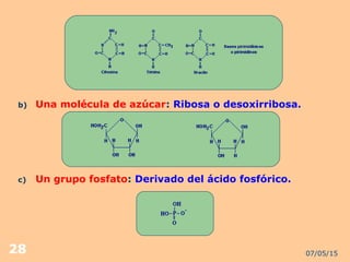 07/05/1528
b) Una molécula de azúcar: Ribosa o desoxirribosa.
c) Un grupo fosfato: Derivado del ácido fosfórico.
 