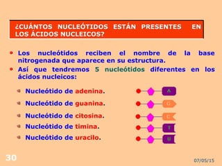 07/05/1530
¿CUÁNTOS NUCLEÓTIDOS ESTÁN PRESENTES EN¿CUÁNTOS NUCLEÓTIDOS ESTÁN PRESENTES EN
LOS ÁCIDOS NUCLEICOS?LOS ÁCIDOS NUCLEICOS?
Los nucleótidos reciben el nombre de la base
nitrogenada que aparece en su estructura.
Así que tendremos 5 nucleótidos diferentes en los
ácidos nucleicos:
Nucleótido de adenina.
Nucleótido de guanina.
Nucleótido de citosina.
Nucleótido de timina.
Nucleótido de uracilo.
 