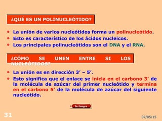 07/05/1531
¿QUÉ ES UN POLINUCLEÓTIDO?¿QUÉ ES UN POLINUCLEÓTIDO?
La unión de varios nucleótidos forma un polinucleótido.
Esto es característico de los ácidos nucleicos.
Los principales polinucleótidos son el DNA y el RNA.
¿CÓMO SE UNEN ENTRE SI LOS¿CÓMO SE UNEN ENTRE SI LOS
NUCLEÓTIDOS?NUCLEÓTIDOS?
La unión es en dirección 3’ – 5’.
Esto significa que el enlace se inicia en el carbono 3’ de
la molécula de azúcar del primer nucleótido y termina
en el carbono 5’ de la molécula de azúcar del siguiente
nucleótido.
 
