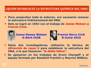 07/05/1537
¿QUIÉN ESTABLECIÓ LA ESTRUCTURA QUÍMICA DEL DNA?¿QUIÉN ESTABLECIÓ LA ESTRUCTURA QUÍMICA DEL DNA?
Para comprobar todo lo anterior, era necesario conocer
la estructura tridimensional del DNA.
Esto se logró en 1953 con el trabajo de James Watson y
Francis Crick.
James Dewey Watson
6-Abril-1928
Francis Harry Crick
8-Junio-1916
Estos dos investigadores, utilizaron la técnica de
difracción de rayos X para establecer la estructura del
DNA, a la que llamaron: “la doble hélice”.
Se apoyaron en los trabajos de Erwin Chargaff y el
equipo formado por Rosalind Franklin y Maurice Wilkins.
 