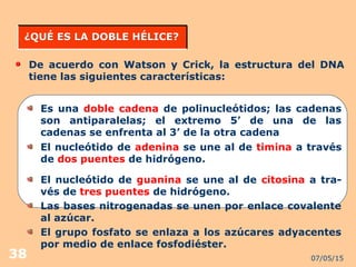 07/05/1538
¿QUÉ ES LA DOBLE HÉLICE?¿QUÉ ES LA DOBLE HÉLICE?
De acuerdo con Watson y Crick, la estructura del DNA
tiene las siguientes características:
Es una doble cadena de polinucleótidos; las cadenas
son antiparalelas; el extremo 5’ de una de las
cadenas se enfrenta al 3’ de la otra cadena
El nucleótido de adenina se une al de timina a través
de dos puentes de hidrógeno.
El nucleótido de guanina se une al de citosina a tra-
vés de tres puentes de hidrógeno.
Las bases nitrogenadas se unen por enlace covalente
al azúcar.
El grupo fosfato se enlaza a los azúcares adyacentes
por medio de enlace fosfodiéster.
 