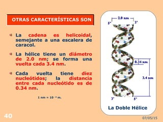 07/05/1540
La cadena es helicoidal,
semejante a una escalera de
caracol.
OTRAS CARACTERÍSTICAS SONOTRAS CARACTERÍSTICAS SON
1 nm = 10 –9
m.
La Doble Hélice
La hélice tiene un diámetro
de 2.0 nm; se forma una
vuelta cada 3.4 nm.
Cada vuelta tiene diez
nucleótidos; la distancia
entre cada nucleótido es de
0.34 nm.
 