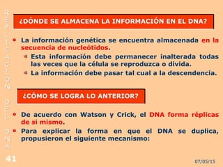 07/05/1541
RR
EE
PP
LL
II
CC
AA
CC
II
ÓÓ
NN
DD
EE
LL
DD
NN
AA
¿DÓNDE SE ALMACENA LA INFORMACIÓN EN EL DNA?¿DÓNDE SE ALMACENA LA INFORMACIÓN EN EL DNA?
La información genética se encuentra almacenada en la
secuencia de nucleótidos.
Esta información debe permanecer inalterada todas
las veces que la célula se reproduzca o divida.
La información debe pasar tal cual a la descendencia.
¿CÓMO SE LOGRA LO ANTERIOR?¿CÓMO SE LOGRA LO ANTERIOR?
De acuerdo con Watson y Crick, el DNA forma réplicas
de si mismo.
Para explicar la forma en que el DNA se duplica,
propusieron el siguiente mecanismo:
 
