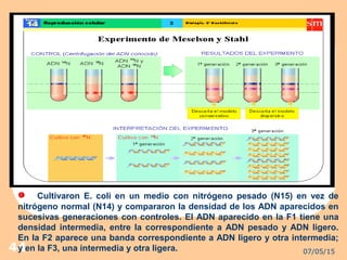 07/05/1544
Cultivaron E. coli en un medio con nitrógeno pesado (N15) en vez de
nitrógeno normal (N14) y compararon la densidad de los ADN aparecidos en
sucesivas generaciones con controles. El ADN aparecido en la F1 tiene una
densidad intermedia, entre la correspondiente a ADN pesado y ADN ligero.
En la F2 aparece una banda correspondiente a ADN ligero y otra intermedia;
y en la F3, una intermedia y otra ligera.
 
