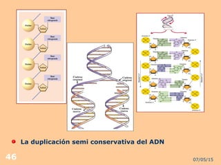 07/05/1546
La duplicación semi conservativa del ADN
 
