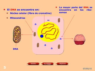 07/05/155
El DNA se encuentra en:
Núcleo celular (fibra de cromatina)
Mitocondrias
La mayor parte del RNA se
encuentra en los ribo-
somas
DNA
 
