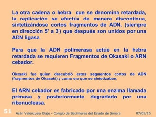 07/05/15Adán Valenzuela Olaje - Colegio de Bachilleres del Estado de Sonora51
La otra cadena o hebra que se denomina retardada,
la replicación se efectúa de manera discontinua,
sintetizándose cortos fragmentos de ADN, (siempre
en dirección 5' a 3') que después son unidos por una
ADN ligasa.
Para que la ADN polimerasa actúe en la hebra
retardada se requieren Fragmentos de Okasaki o ARN
cebador.
Okasaki fue quien descubrió estos segmentos cortos de ADN
(fragmentos de Okasaki) y como era que se sintetizaban.
El ARN cebador es fabricado por una enzima llamada
primasa y posteriormente degradado por una
ribonucleasa.
 