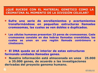 07/05/156
¿QUÉ SUCEDE CON EL MATERIAL GENETICO COMO LA¿QUÉ SUCEDE CON EL MATERIAL GENETICO COMO LA
CROMATINA AL MOMENTO DE LA DIVISIÓN CELULAR?CROMATINA AL MOMENTO DE LA DIVISIÓN CELULAR?
Sufre una serie de enrollamientos y acortamientos
transformándose en pequeñas estructuras llamadas
cromosomas, las cuales se ven dobles o duplicados.
El DNA queda en el interior de estas estructuras
formando unidades llamadas genes.
Nuestra información está almacenada en unos 25.000
a 35.000 genes, de acuerdo a las investigaciones
derivadas del proyecto genoma humano.
Las células humanas presentan 23 pares de cromosomas. Cada
cromosoma consiste en dos hebras llamadas cromátidas, las
cuales se unen en una región llamada centrómero o
cinetocoro.
 