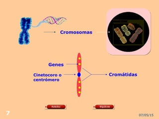07/05/157
Cromosomas
Genes
Cinetocoro o
centrómero
Cromátidas
 