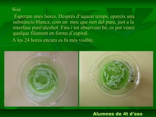 Sisè
 Esperam unes hores. Després d’aquest temps, apareix una
substància blanca, com un moc que surt del puré, just a la
interfase puré/alcohol. Fins i tot observant bé, es pot veure
qualque filament en forma d’espiral.
A les 24 hores encara es fa més visible.




                                        Alumnes de 4t d’eso
 