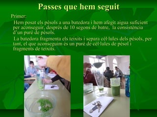 Passes que hem seguit
Primer:
 Hem posat els pèsols a una batedora i hem afegit aigua suficient
 per aconseguir, després de 10 segons de batre, la consistència
 d’un puré de pèsols.
 La batedora fragmenta els teixits i separa cèl·lules dels pèsols, per
 tant, el que aconseguim és un puré de cèl·lules de pèsol i
 fragments de teixits.
 
