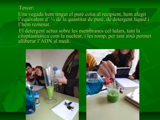 Tercer:
Una vegada hem tingut el puré colat al recipient, hem afegit
l’equivalent d’ ¼ de la quantitat de puré, de detergent líquid i
l’hem remenat.
El detergent actua sobre les membranes cel·lulars, tant la
citoplasmàtica com la nuclear, i les romp, per tant això permet
alliberar l’ADN al medi.
 