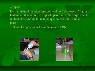 Cinquè:
Hem tombat el recipient que conté el puré de pèsols. Afegim
lentament, deixant relliscar per la paret, un volum equivalent
d’alcohol de 96º, de tal manera que no es mescli amb el
puré.
L’alcohol fa precipitar les molècules d’ADN.
 