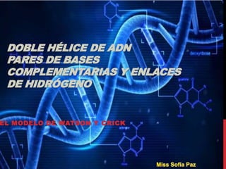 DOBLE HÉLICE DE ADN
PARES DE BASES
COMPLEMENTARIAS Y ENLACES
DE HIDRÓGENO
EL MODELO DE WATSON Y CRICK
 