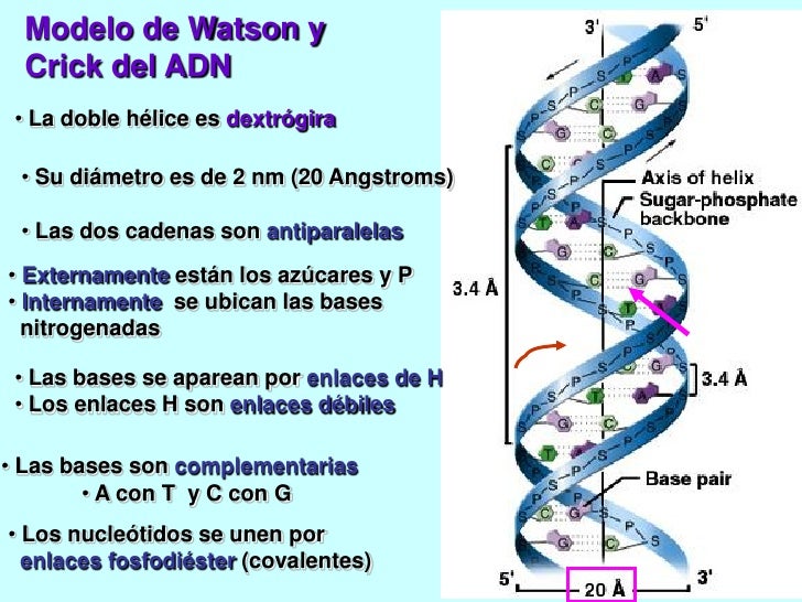 Adn Est(2010)