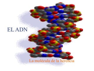 EL ADN La molécula de la herencia 