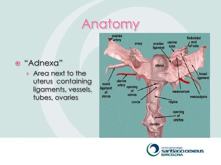 Adnexal Masses adnexal-masses