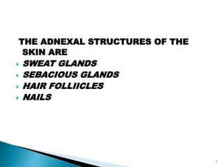THE ADNEXAL STRUCTURES OF THE
SKIN ARE
 SWEAT GLANDS
 SEBACIOUS GLANDS
 HAIR FOLLIICLES
 NAILS
1
 