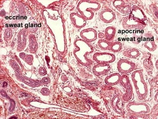• EMA, S-100 protein, and carcinoembryonic antigen (CEA)-
differentiation between sebaceous and sweat gland neoplasms
in m...