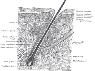 • Differentiation towards many of the normal follicular
elements - generally named accordingly.
• Classifed depending on w...