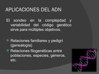 APLICACIONES DEL ADN
El sondeo en la complejidad y
  variabilidad del código genético
  sirve para múltiples objetivos.

   Relaciones familiares y pedigrí
    (genealogía)
   Relaciones filogenéticas entre
    poblaciones, especies, géneros,
    etc.
 