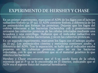 EXPERIMENTO DE HERSHEY Y CHASE
En un primer experimento, marcaron el ADN de los fagos con el isótopo
radiactivo fósforo-32 (P-32). El ADN contiene fósforo, a diferencia de los
20 aminoácidos que forman las proteínas. Dejaron que los fagos del
cultivo infectaran a las bacterias Escherichia coli y posteriormente
retiraron las cubiertas proteicas de las células infectadas mediante una
licuadora y una centrífuga. Hallaron que el indicador radiactivo era
visible sólo en las células bacterianas, y no en las cubiertas proteicas.
En un segundo experimento, marcaron los fagos con el isótopo azufre-
35 (S-35). Los aminoácidos cisteína y metionina contienen azufre, a
diferencia del ADN. Tras la separación, se halló que el indicador estaba
presente en las cubiertas proteicas, pero no en las bacterias
infectadas, con lo que se confirmó que es el material genético lo que
infecta a las bacterias
Hershey y Chase encontraron que el S-35 queda fuera de la célula
mientras que el P-32 se lo encontraba en el interior, indicando que el
ADN era el soporte físico del material hereditario.
 